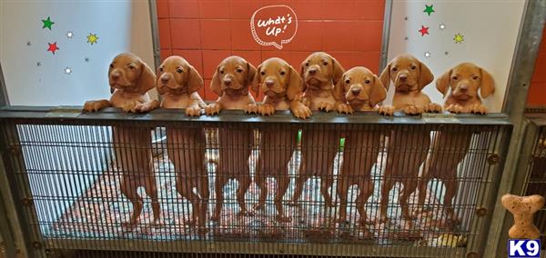 puppylove12 Picture 1